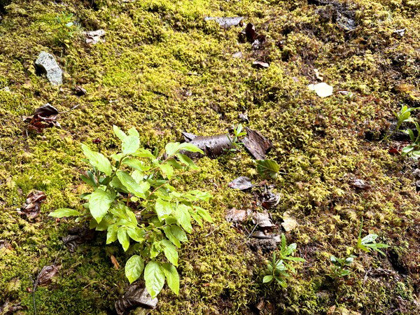Lichen Field