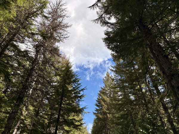 Sky Through Trees