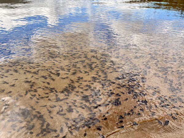 Tadpoles 