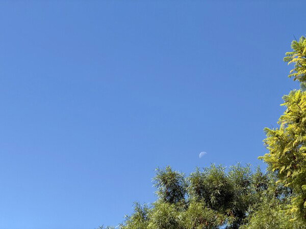 Day Moon