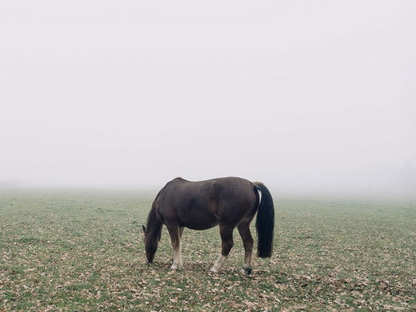 A lone dark brown horse grazes with its head down in a grassy field scattered with fallen leaves, standing against a wide, foggy backdrop where the horizon fades into pale mist.
