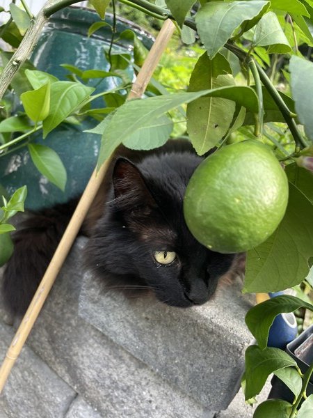 My happy cat on the porch by the lemon tree