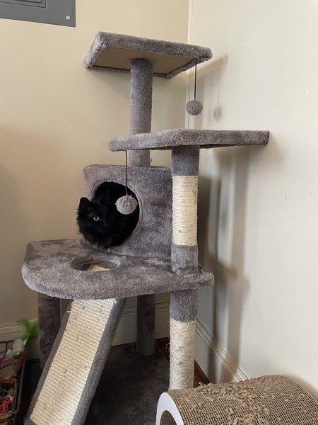 my one eyed black cat in a cat tree 