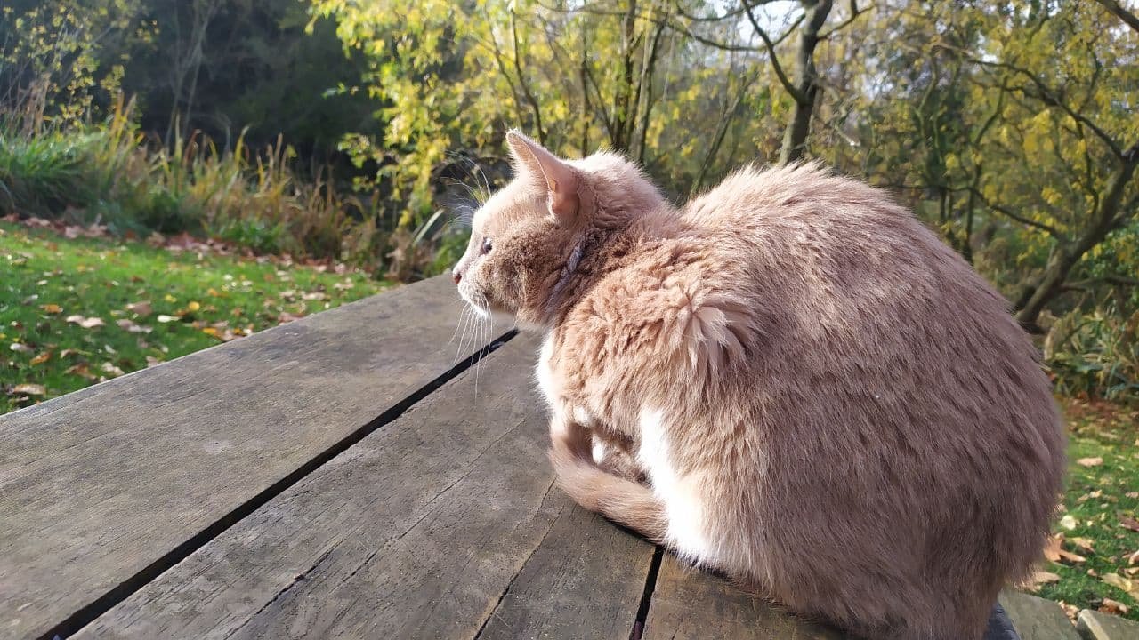 A kind & smart russian cat called Dobrynia is chilling on a sun at Victoria Park at London.