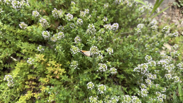 American Copper butterfly