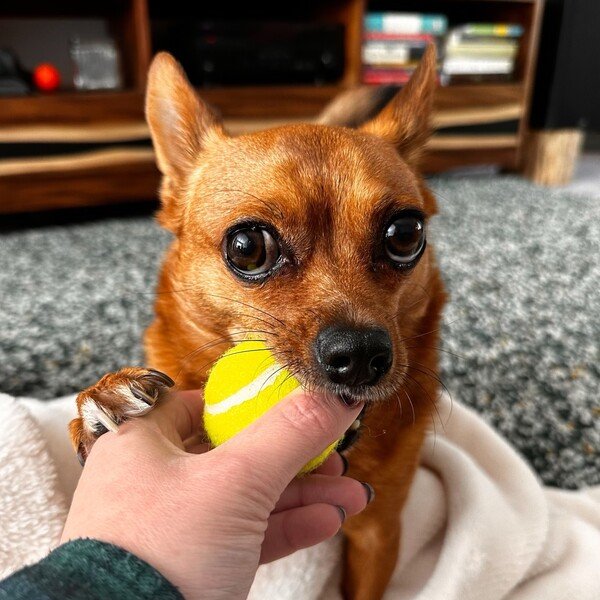 A brownish-orangeish chihuahua tentatively mouths a miniature tennis ball in his person’s hand, while placing his paw atop said hand.