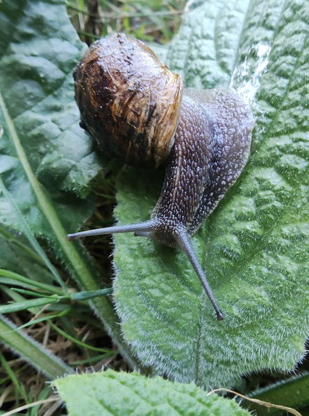 A garden snail on a plantain leaf after being rescued from my watering can, looking none the worse for their extreme log flume ride.