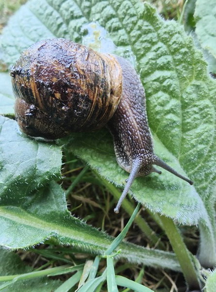 A garden snail on a plantain leaf after being rescued from my watering can, looking none the worse for their extreme log flume ride.