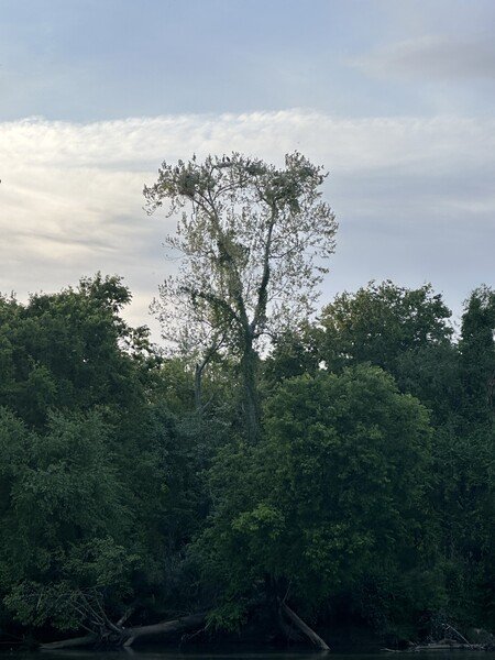 A tree with nesting blue herons situated on the banks of the Yadkin river. 