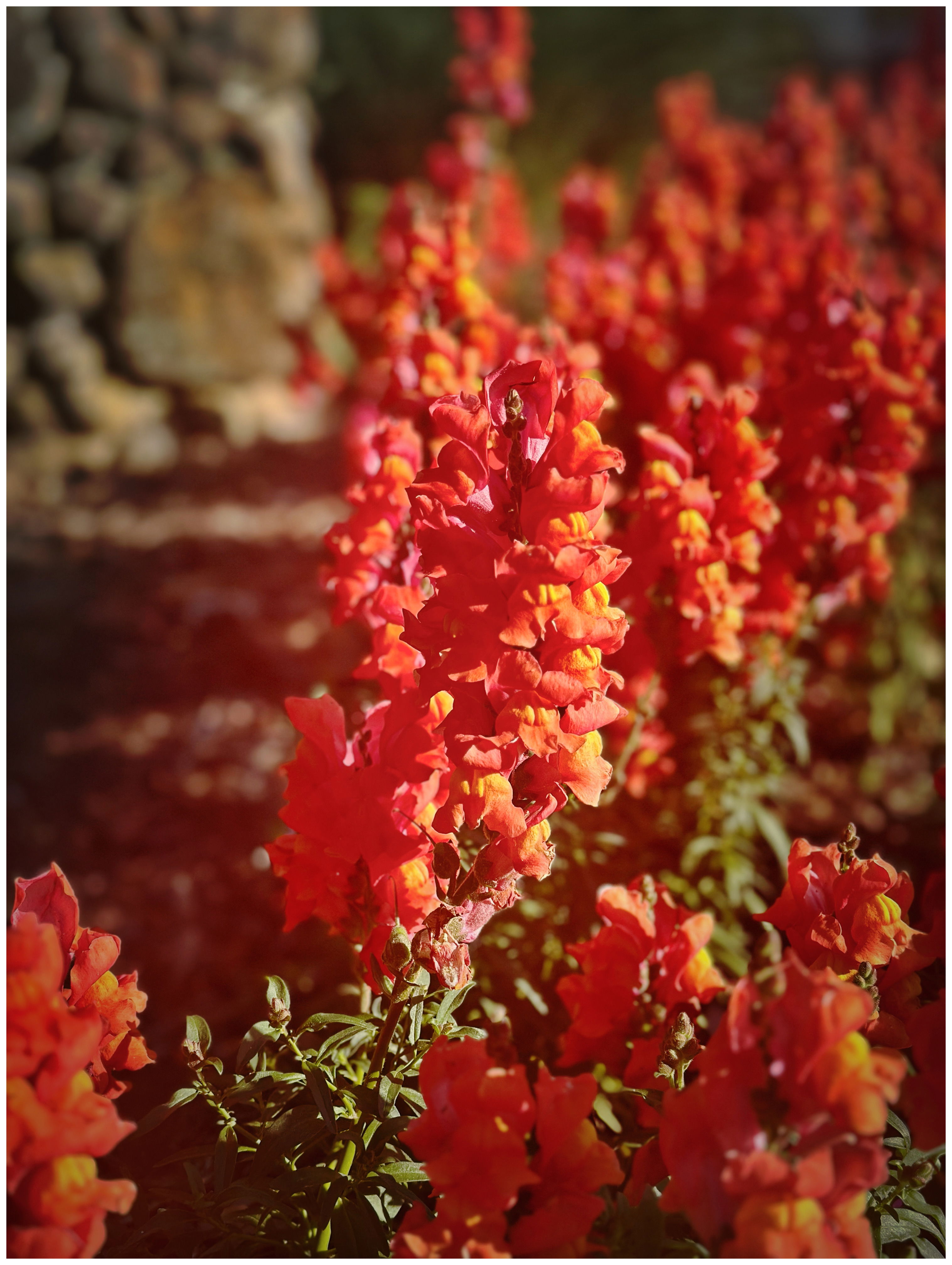 Orange flowers at spring time