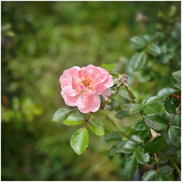 Memorial Day weekend project: planting these pink driftwood rose bushes! 