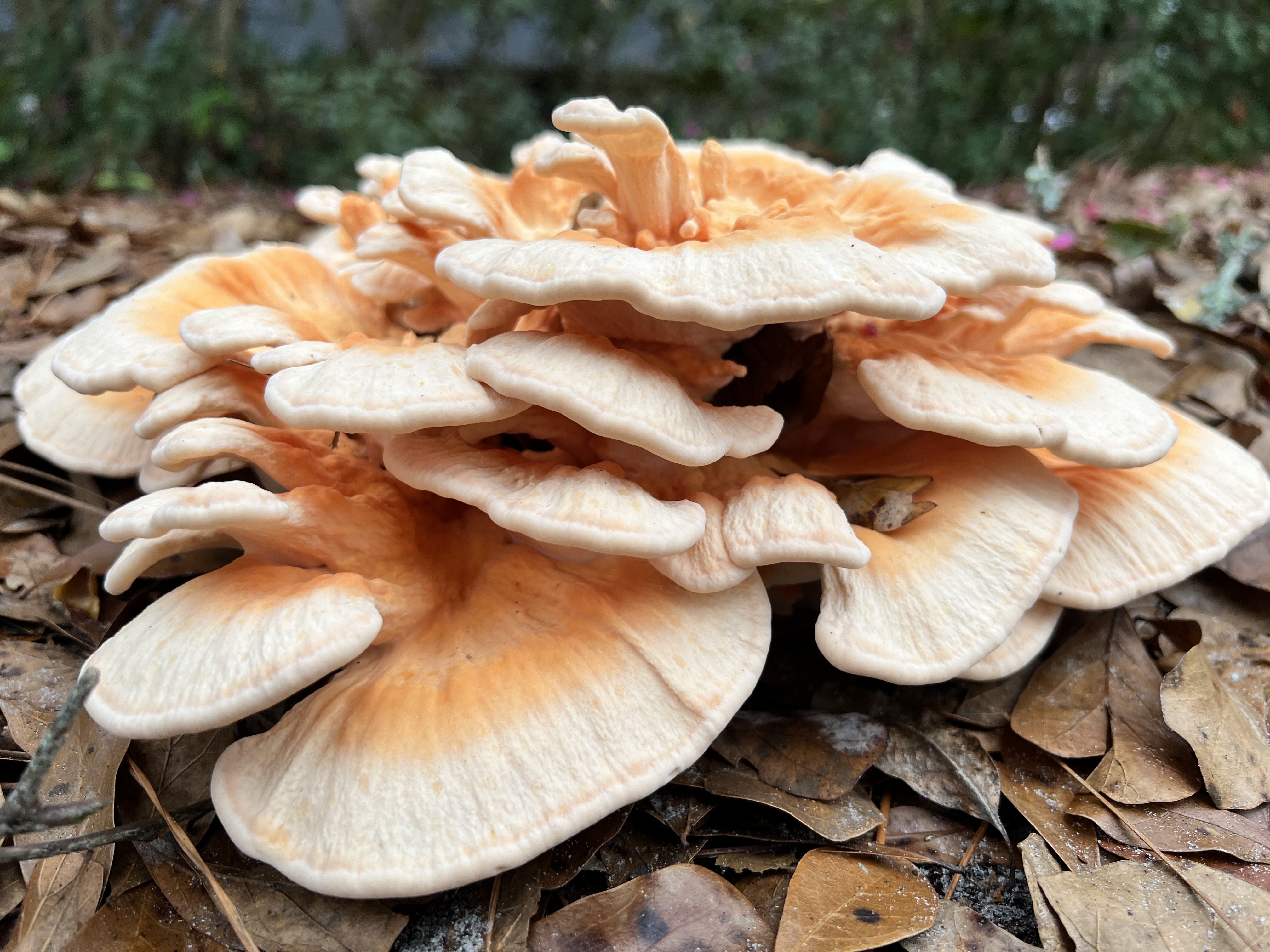 Side view of mushrooms. They have colors that go from orange in the center to creamy white near the edges. 
