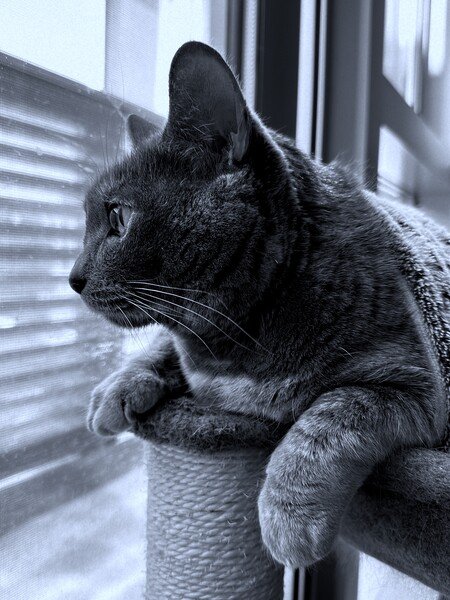 Black and white photo of my cat Kitty Pryde looking out the window longingly from her cat chair.