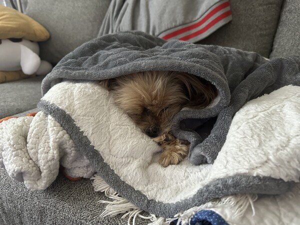 A small dog with fluffy tan and brown fur is sleeping wrapped in a grey and white blanket.
