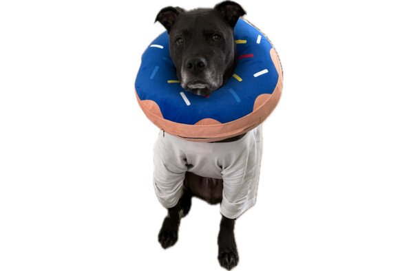 Dog in a t-shirt and  an inflatable collar decorated like a frosted donut!
