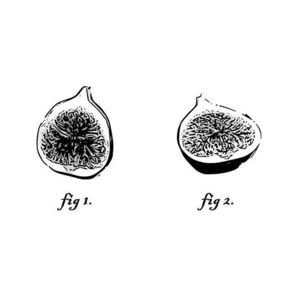 Two pen and ink drawings, labeled 'fig 1' and 'fig 2'. Fig 1 is half a fig (the fruit). Fig 2 is the other half.