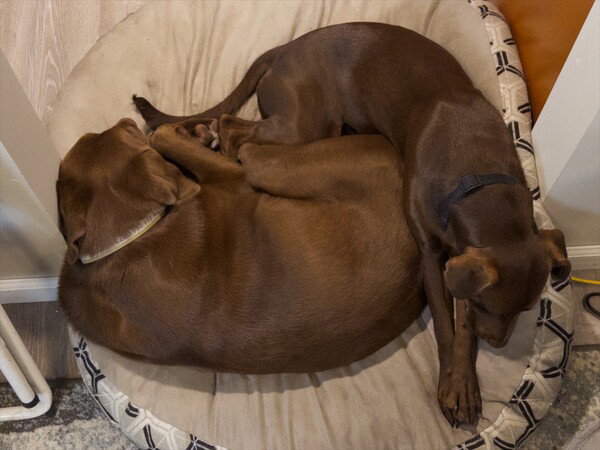 Yin Yang Dogs