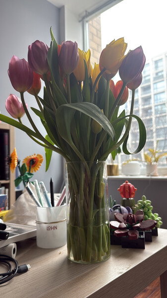 Tulips