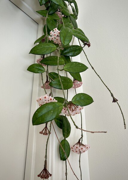 Hoya plant (also called Wax Plant) in full bloom. The plant is vine-like and the flowers are light pink with a darker pink center. The flower groups spray out from a central point, a bit like an open umbrella.