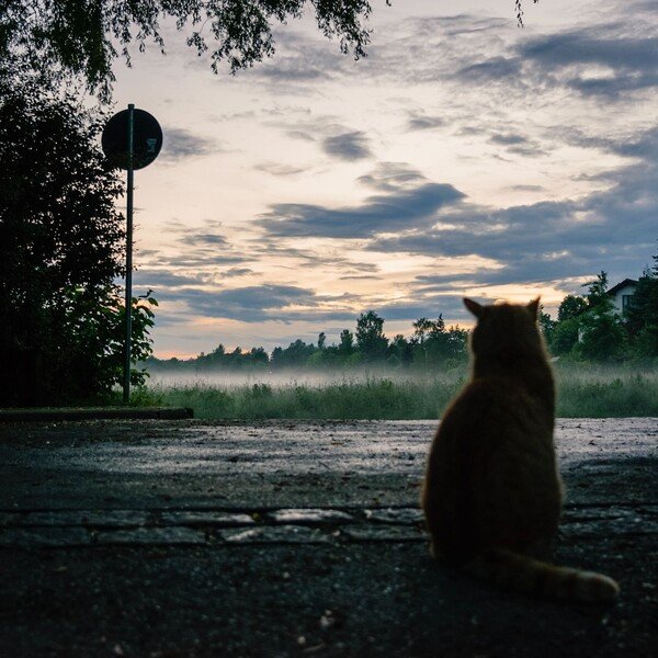 A orange cat looking at a misty field, it's a early summer evening and has rained recently 
