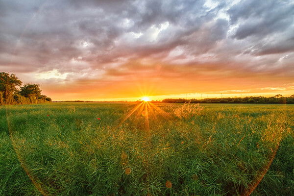 The image depicts a stunning sunset over a wide, grassy field. The sun is low on the horizon, casting golden light that radiates outward in bright beams. The sky is a mix of orange and yellow near the horizon, transitioning to darker, cloud-filled shades higher up. The field is lush with green plants and scattered small red flowers. Trees line the edge of the field, and the overall scene exudes a peaceful, serene atmosphere with the beauty of nature highlighted by the dramatic lighting.