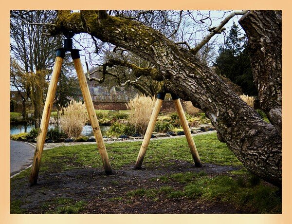 Wooden poles support tree branches, in front of a pond in a park.