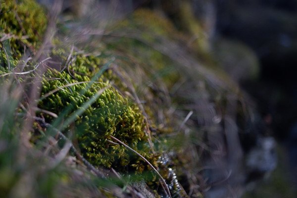 close up of very green moss with blurry background and front.