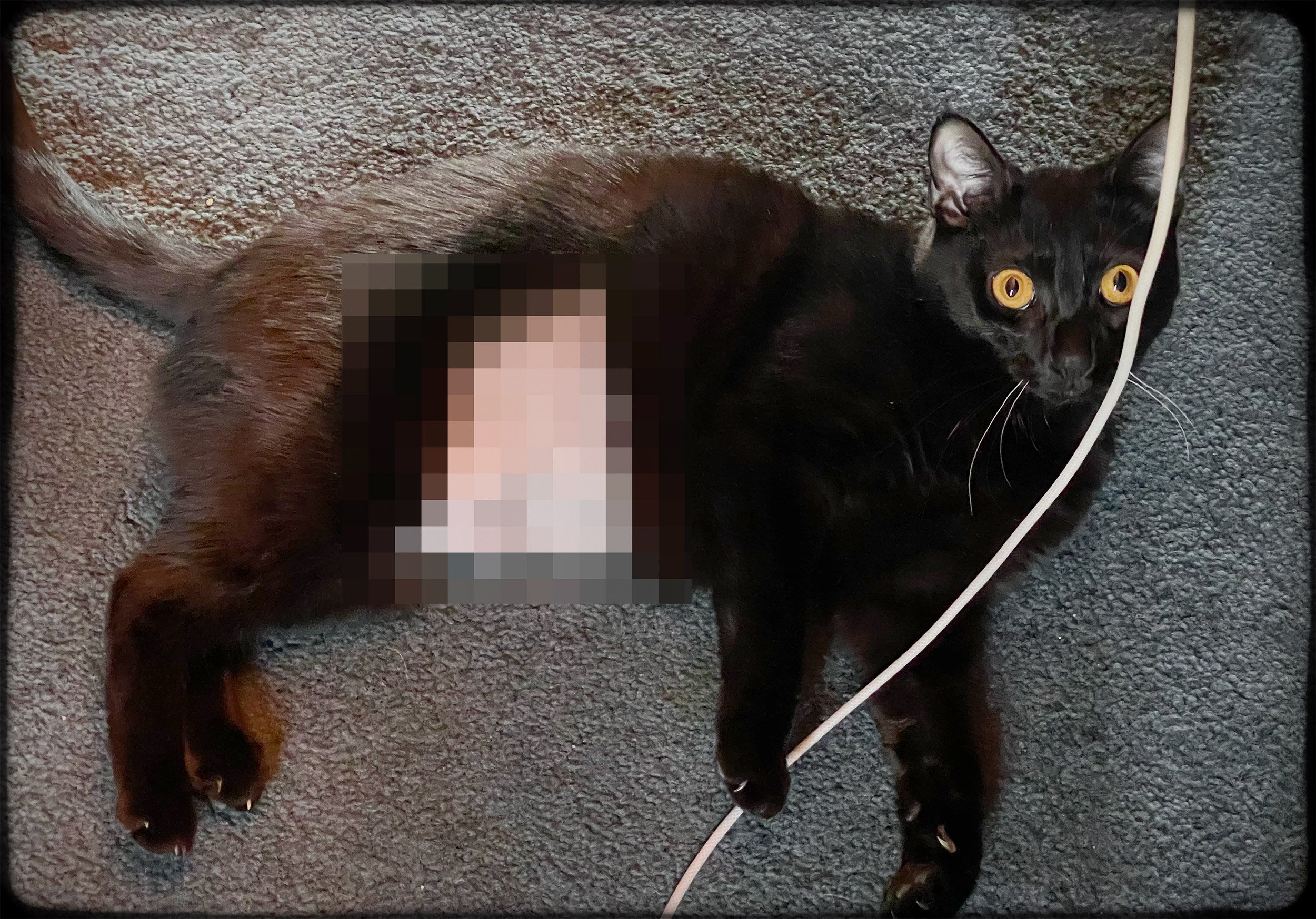 My little black cat, Pumpkin, and her post-op, shaved belly, blurred for both her protection and yours.