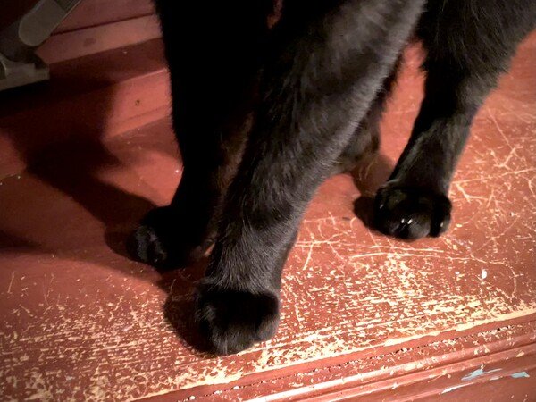 Adolescent black cat feet from the top of the legs down, standing on a scratched up wood surface. 