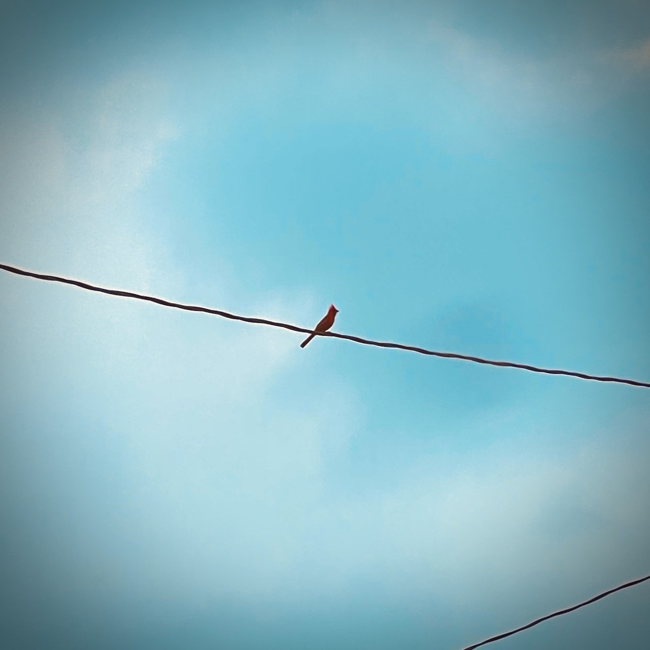 Cardinal perched on a wire with a partly cloudy sky