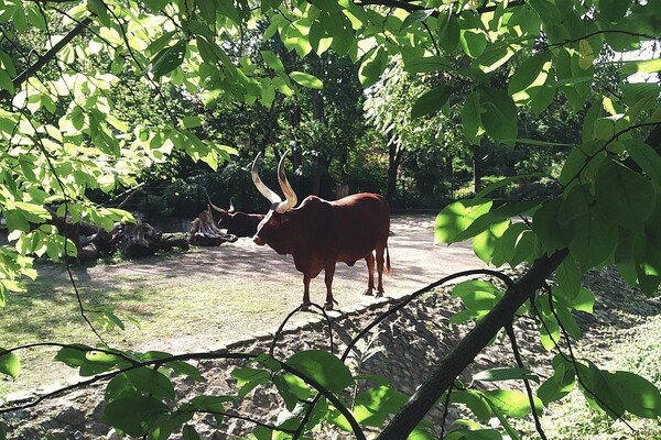 Long-horned cattle resting