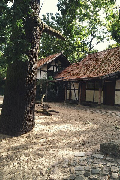 Half-timbered buildings nestle beneath towering trees