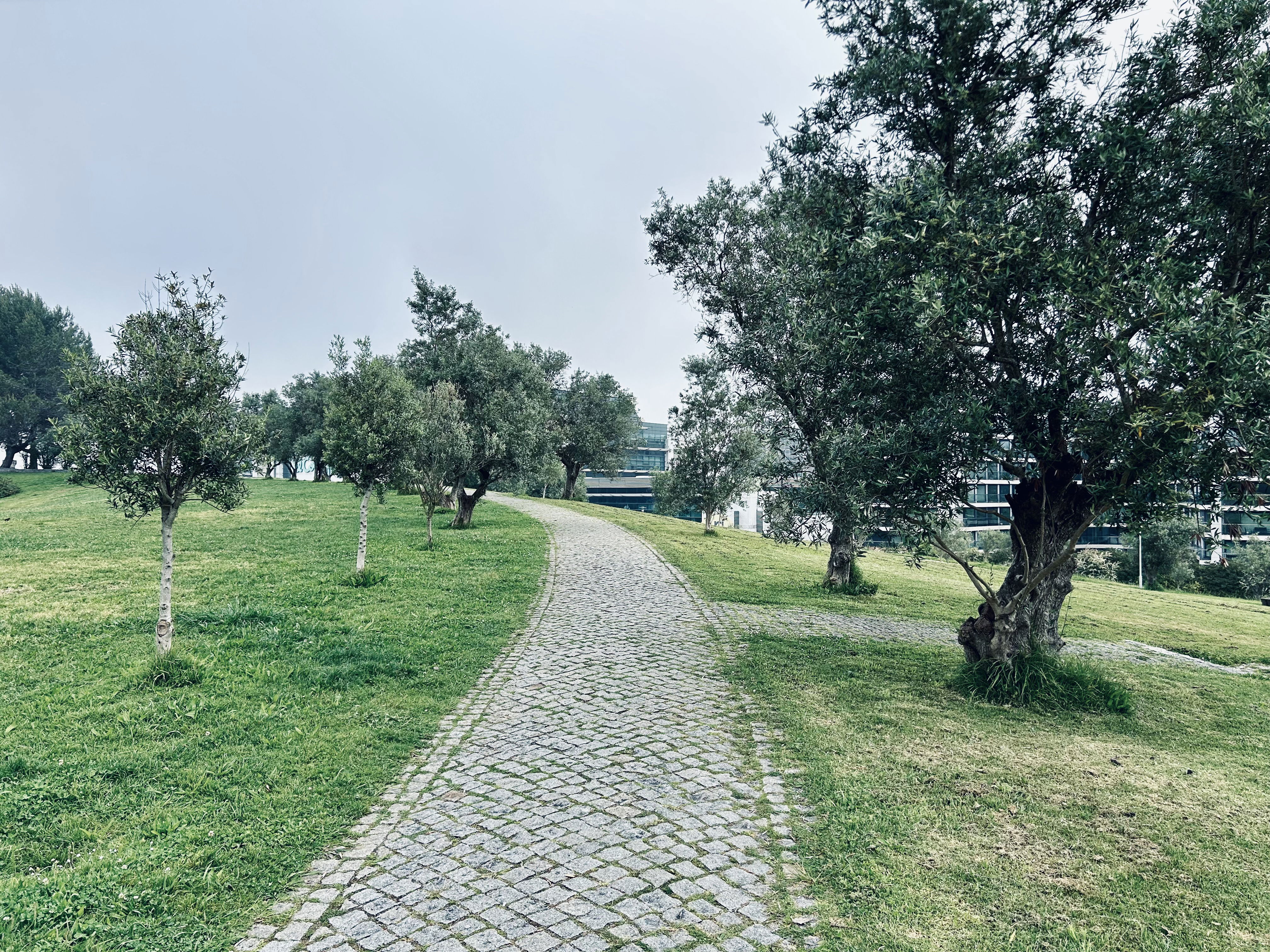 Curved stone pathway cutting a path across grass, enclosed on both sides by trees big and small. Some buildings are visible between the trees.
