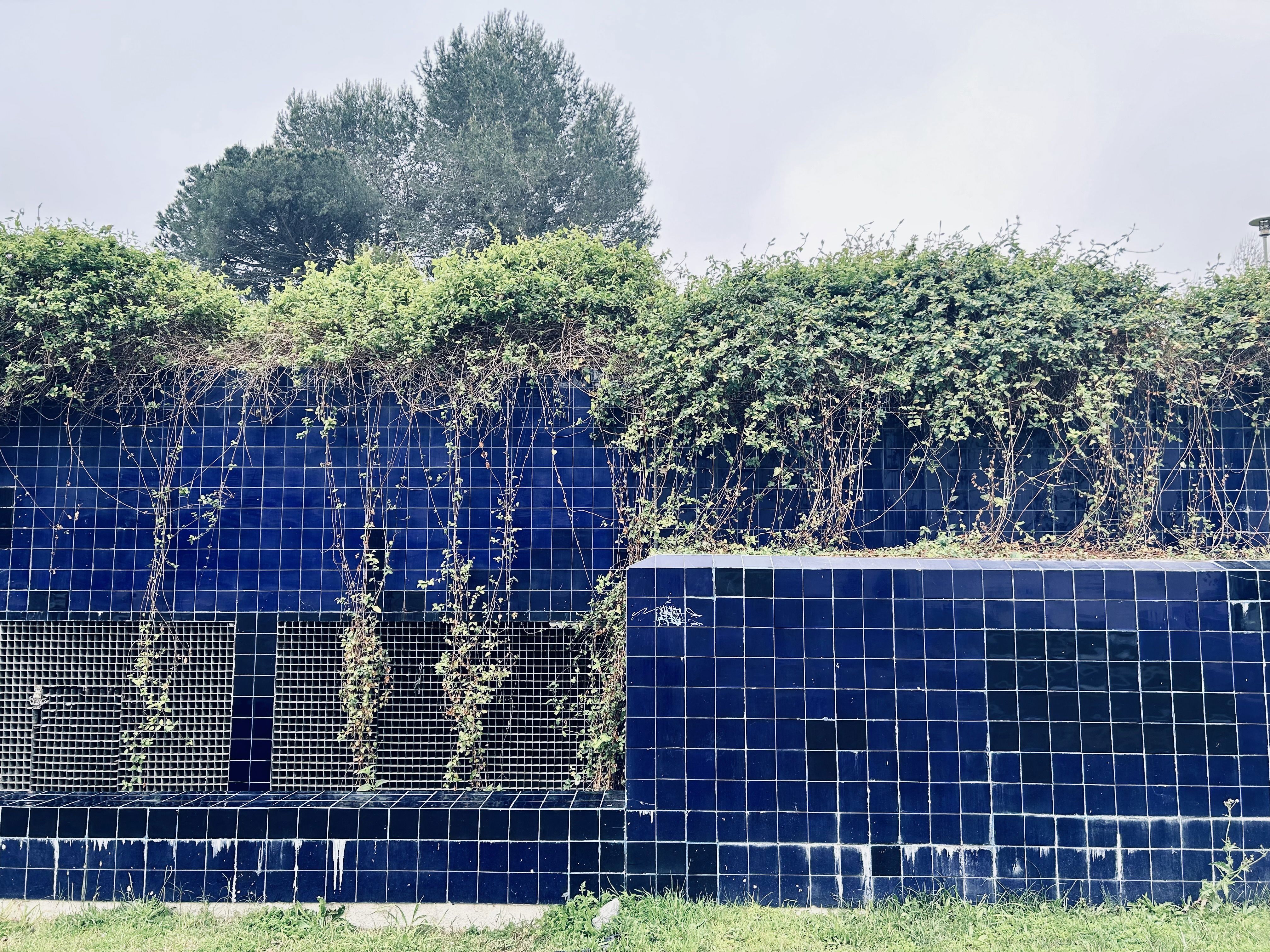 A wall of blue tiles with some sort of vines growing above it. The vines have begun their descent into the tiles, creating a very nice contrast between blue and green, but also between Nature and man-made structures.