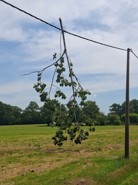 een afgewaaide tak van een boom hangt te bungelen aan een elektriciteitsdraad 