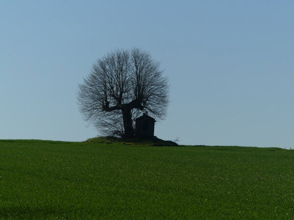 Een kapel onder een boom in een veld in tegenlicht