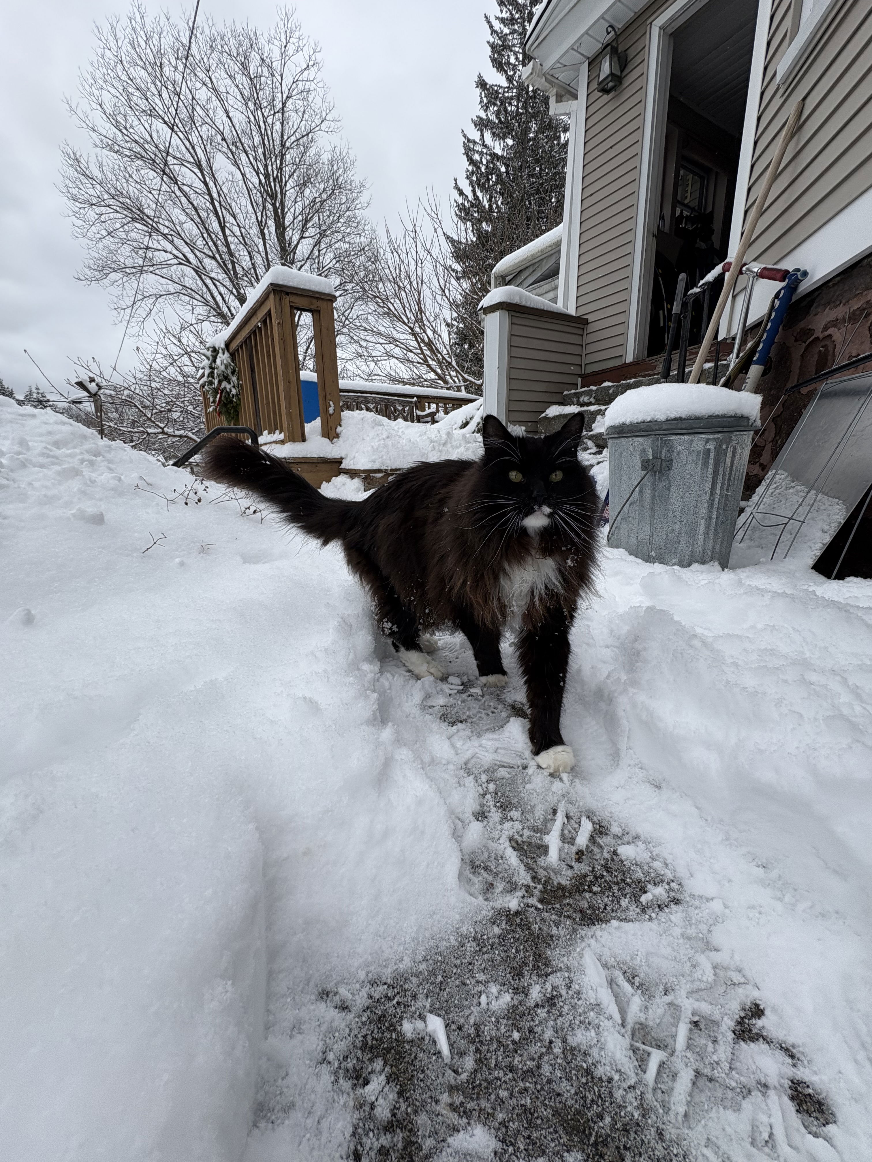 Black and white cat in the snow