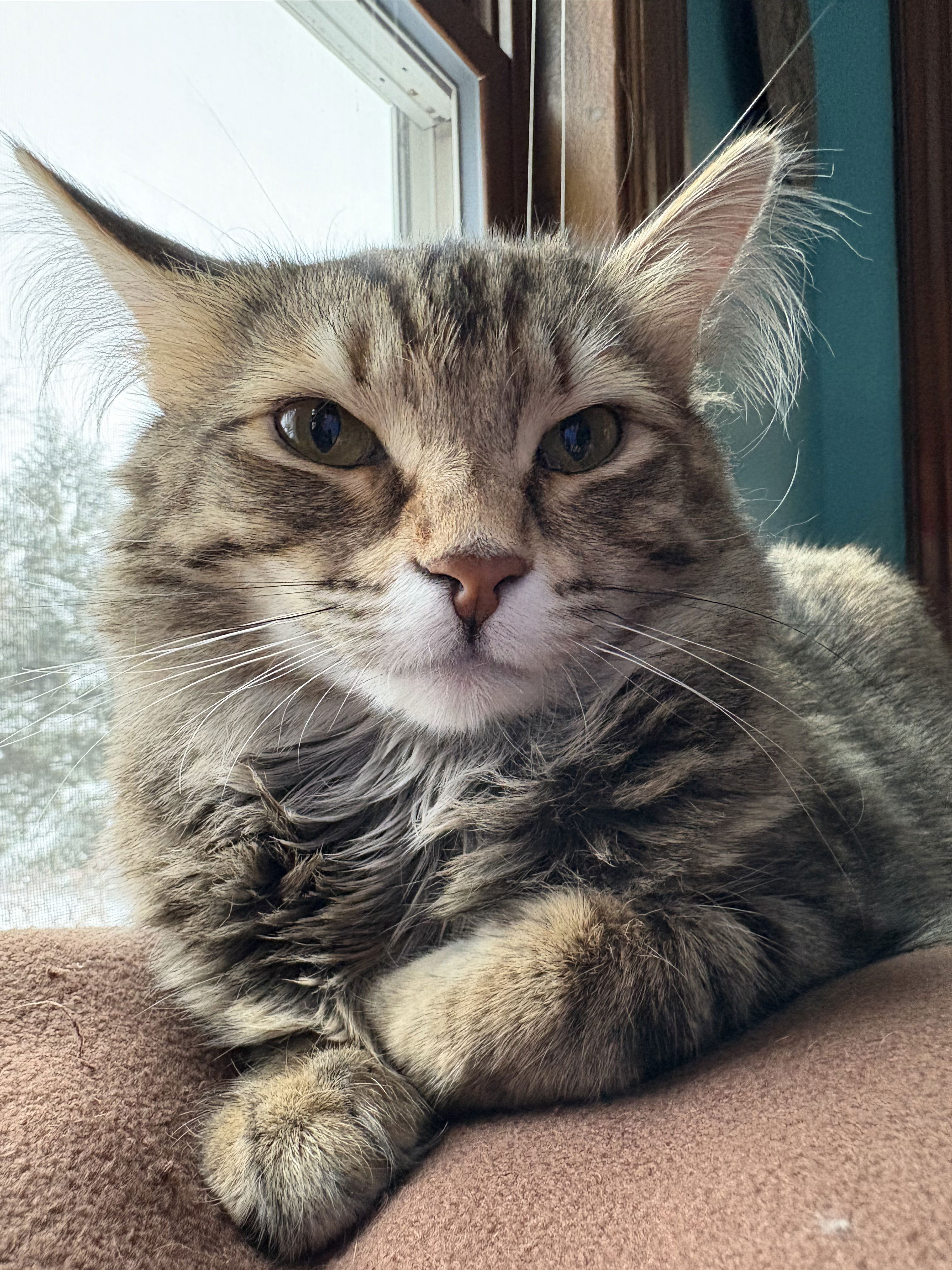 Close-up of a cat in front of a window