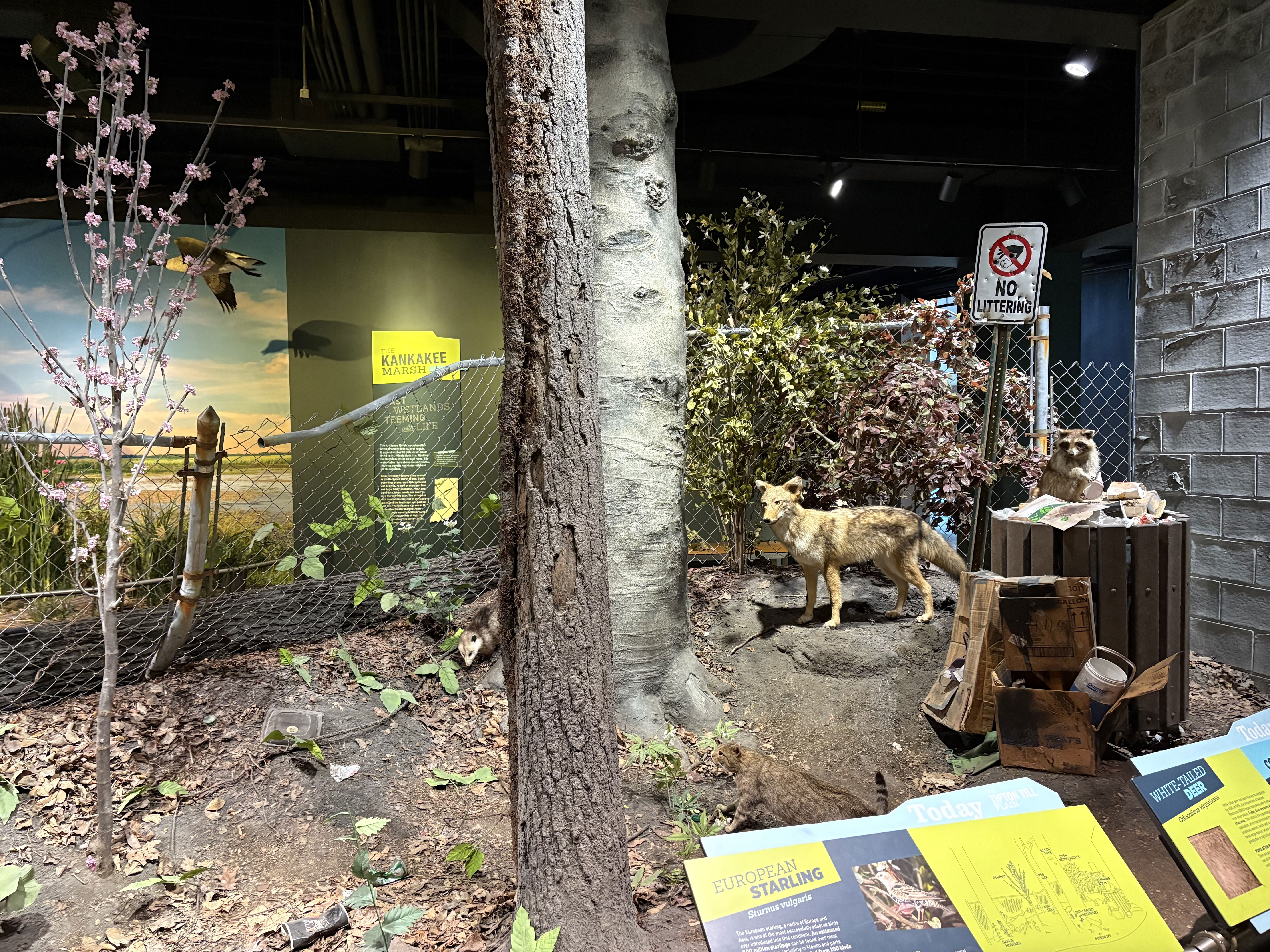 Nature diorama