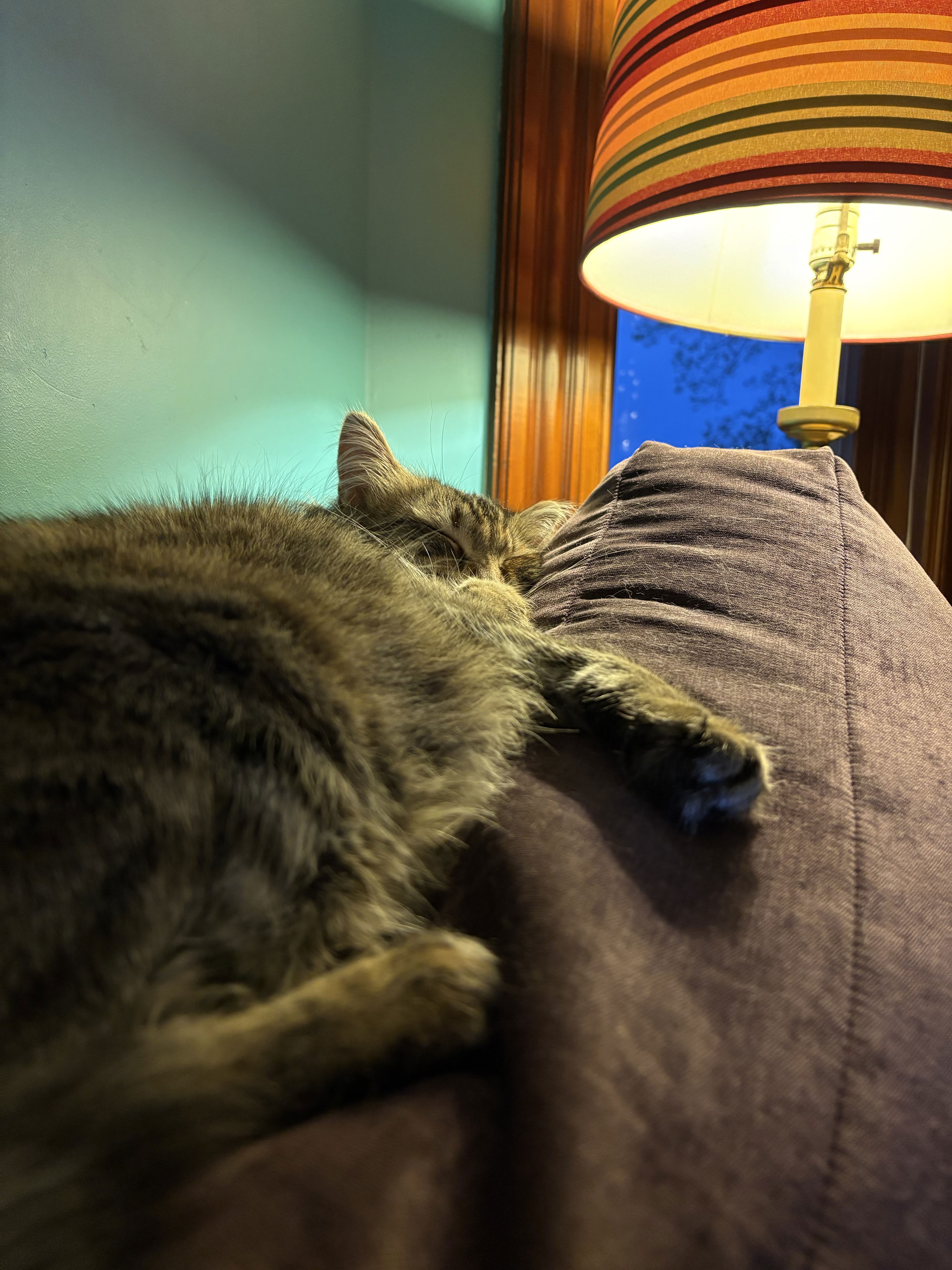 Cat asleep on the couch