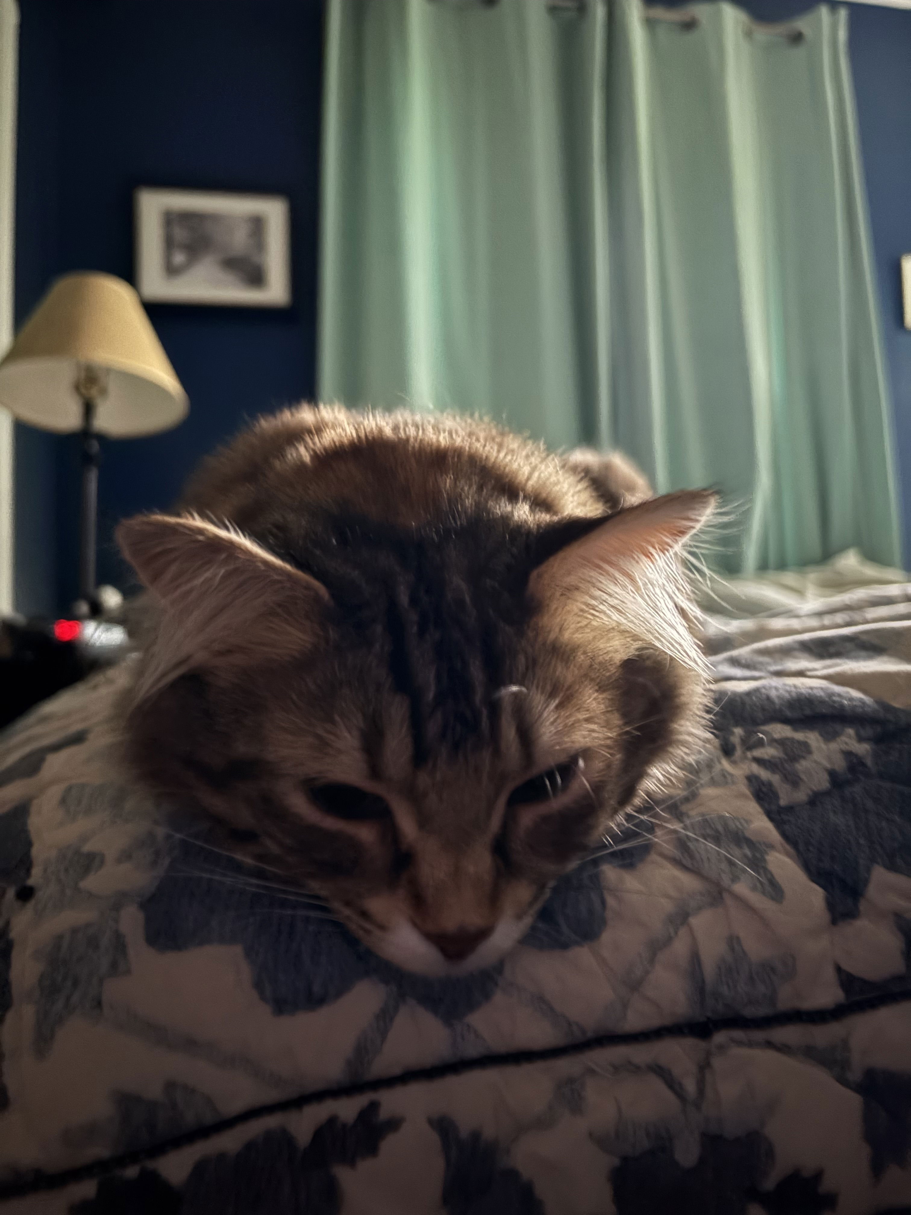 Cat on bed