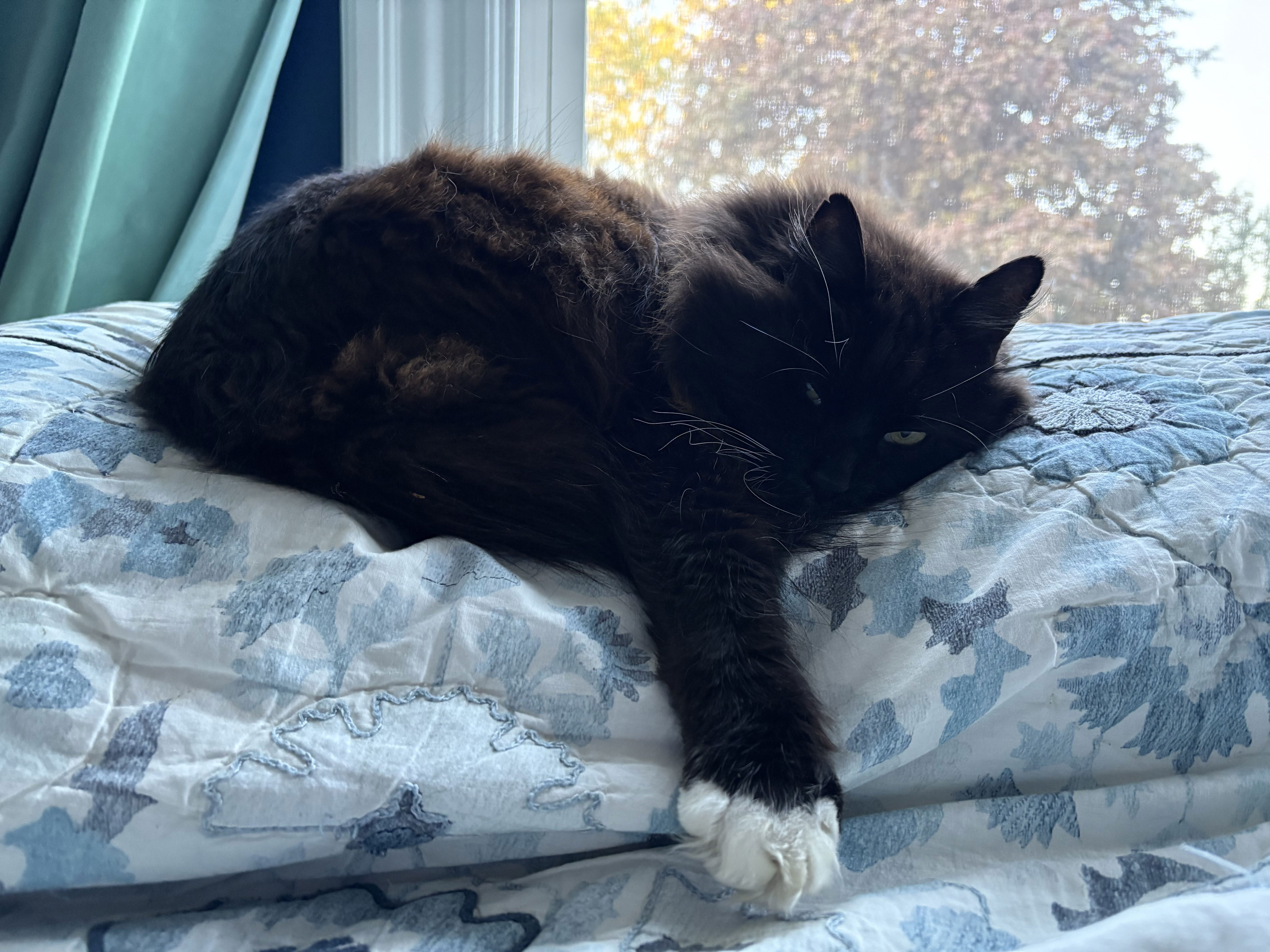 Cat on bed
