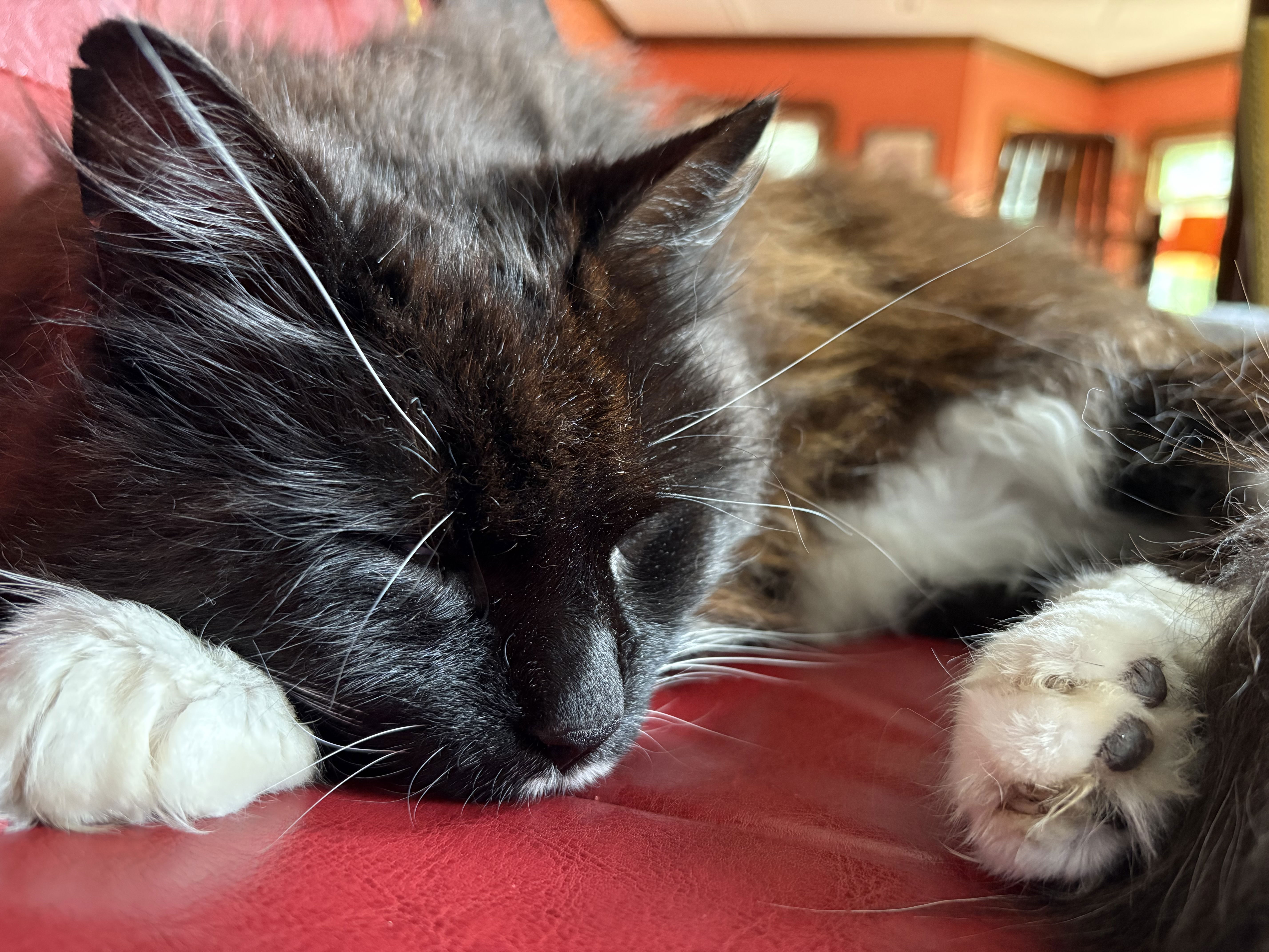 Sleeping cat