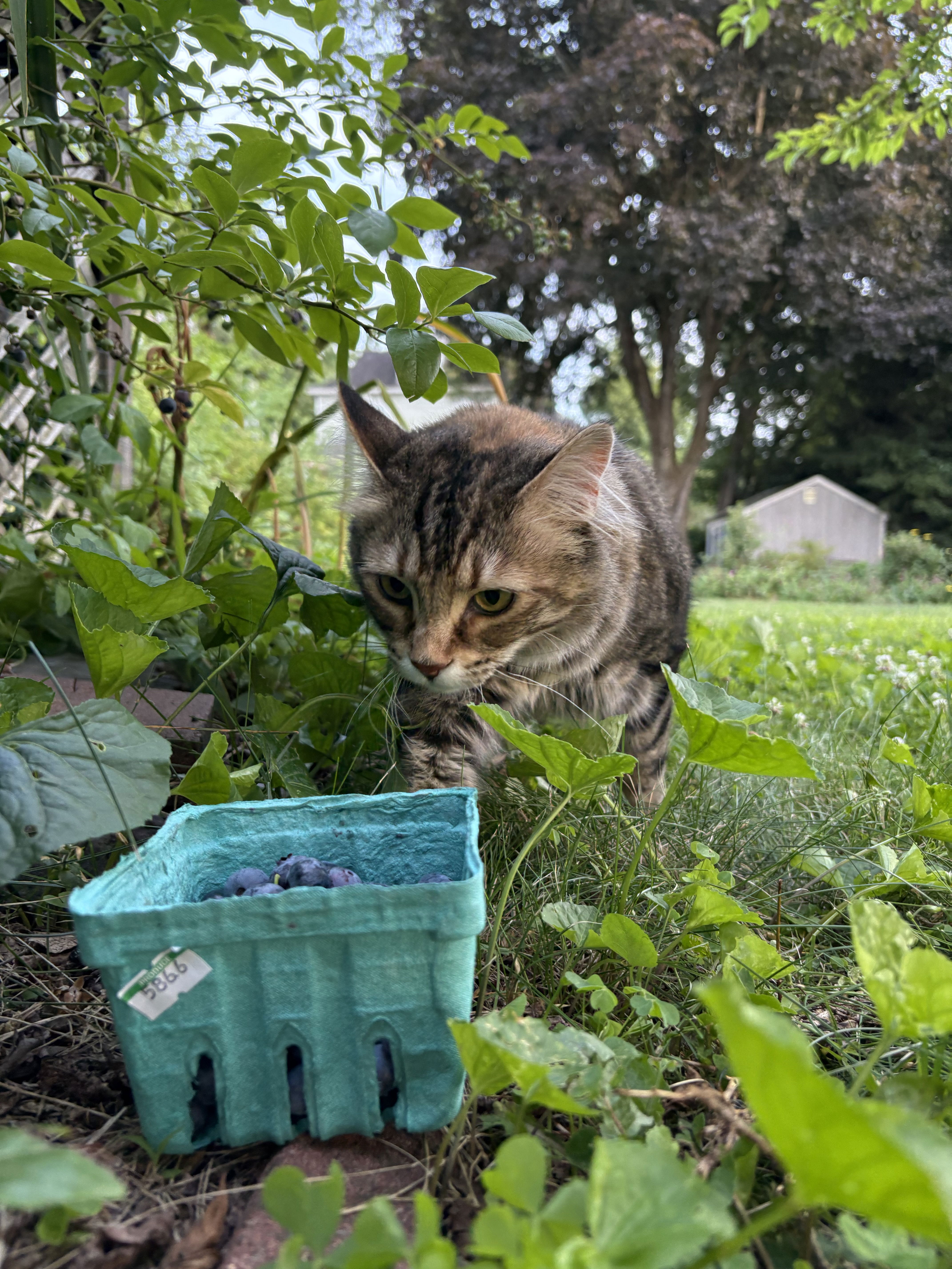 Cat and blueberries