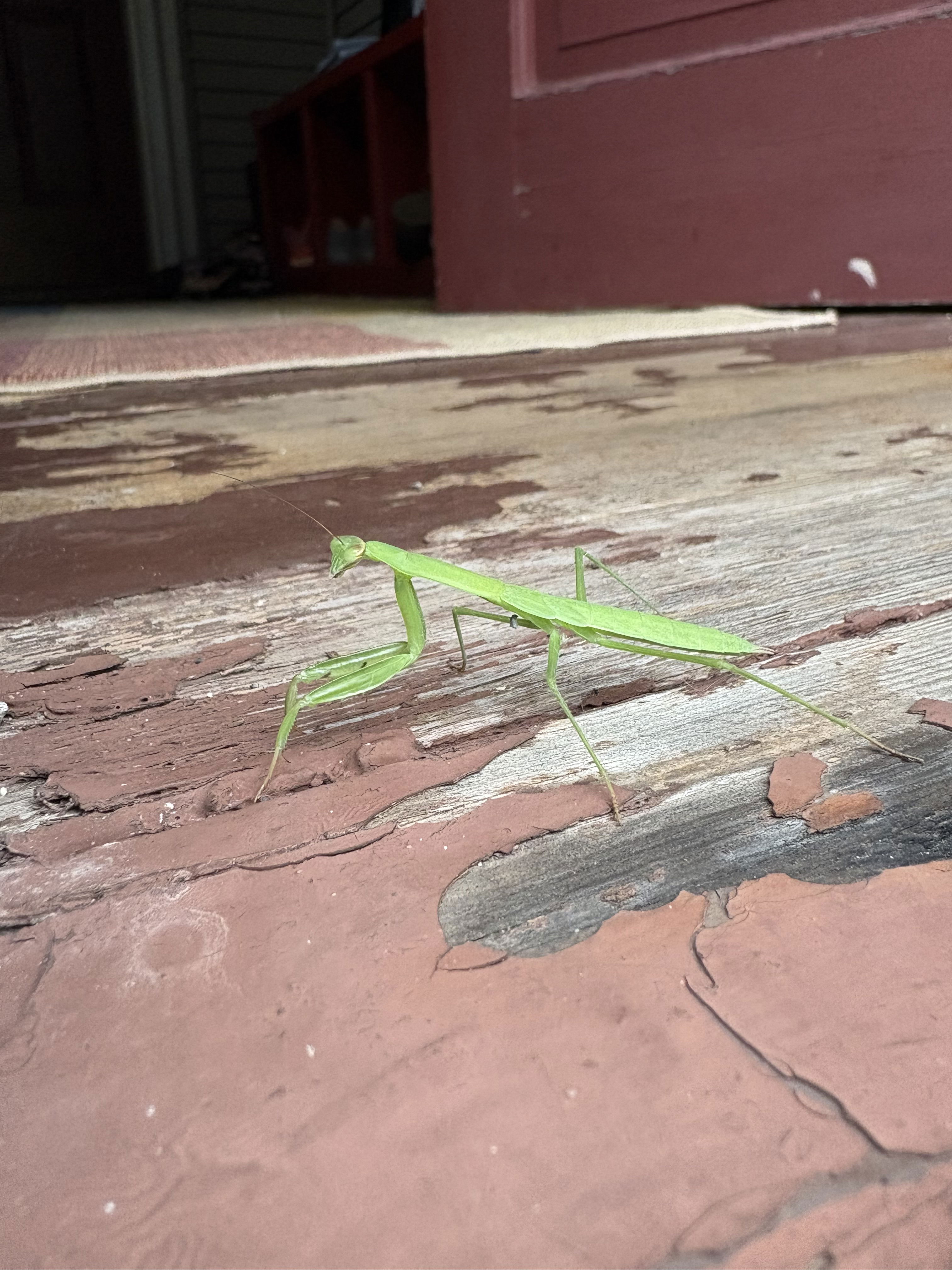 A praying mantis on the back step