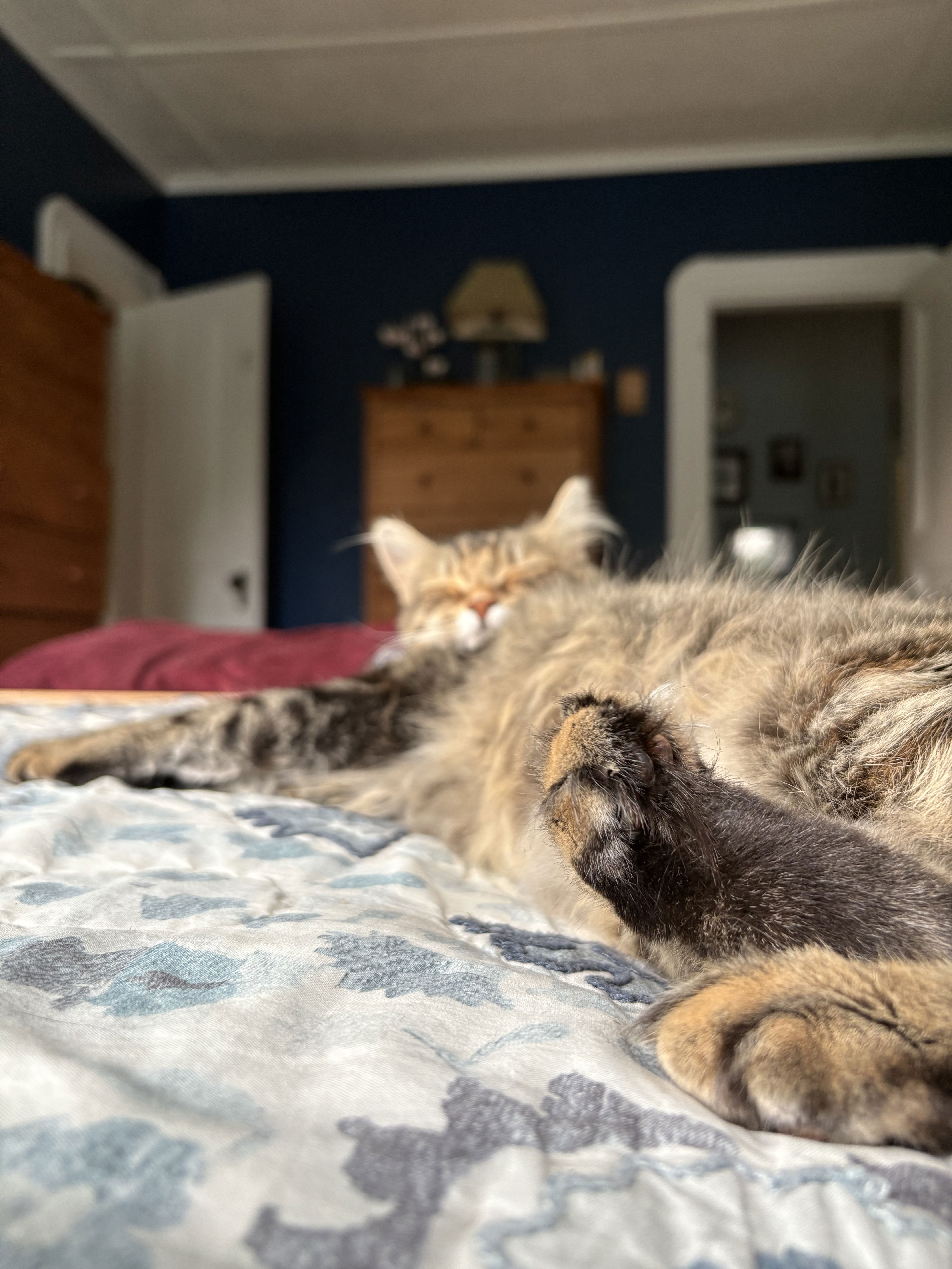 Sleepy cat