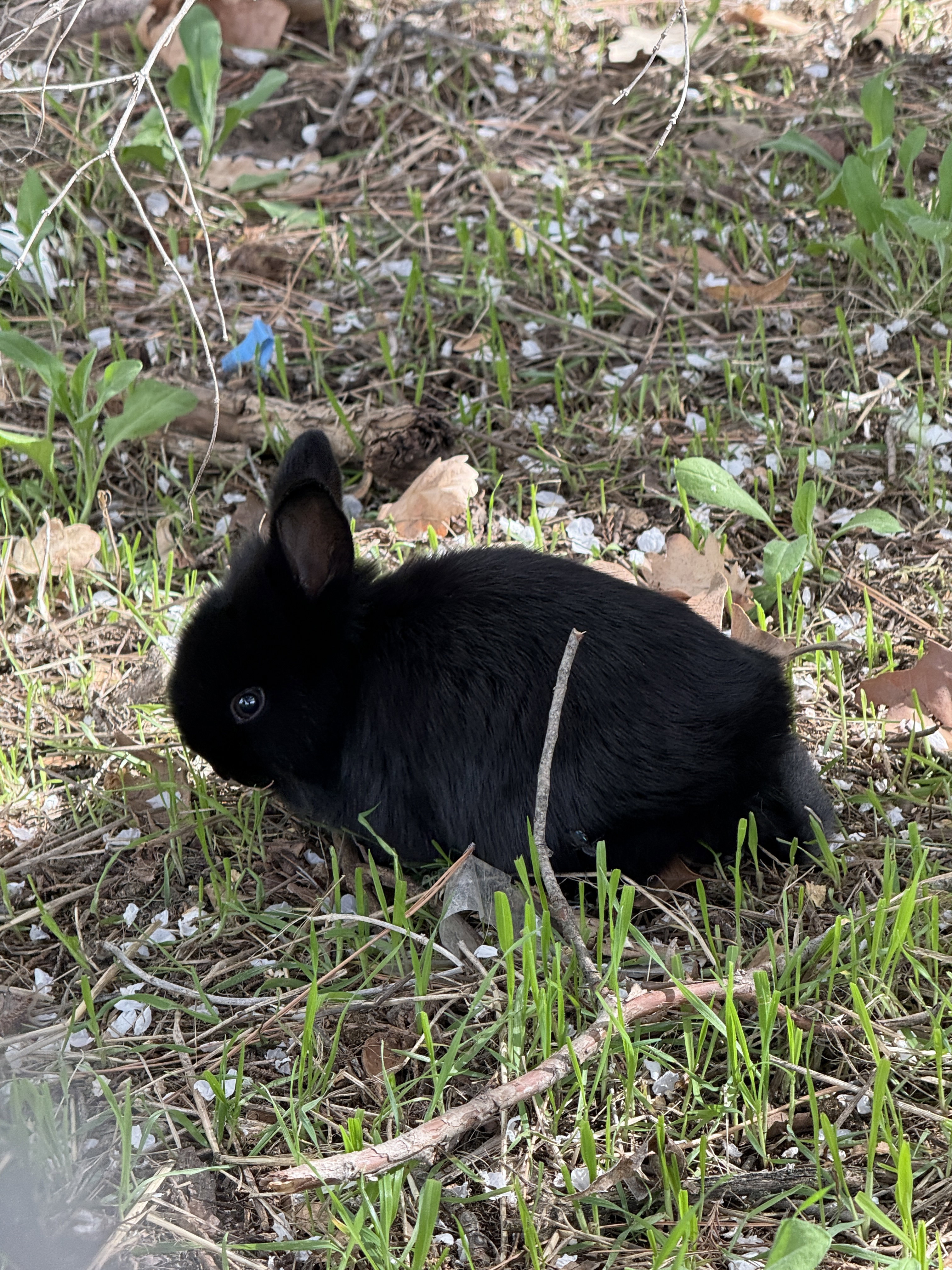 A jet black baby bunny sitting in the twigs and grass outside. Its fur looks incredibly soft and snugly. It is looking sideways at the camera.