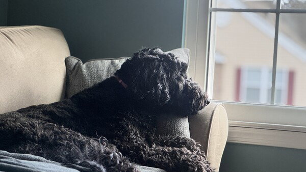 Olive the black curly haired Airedoodle looking out the window