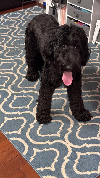 Olive the Airedoodle