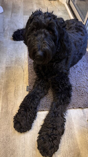 My long legged beautiful Airedoodle doggy!